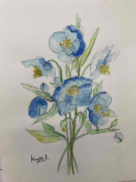 青いケシの花(ヒマラヤ)