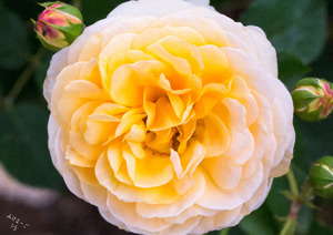 작품명:「Yellow rose」 작가명:「みけなーご」 코멘트:「穏やかでやさしい印象の黄色い薔薇です。」 ART-Meter