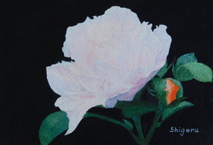 작품명:「Flower (1)」 작가명:「林 繁」 코멘트:「ピンクの花をバックを黒くして色彩を目立つように表現しました。」 ART-Meter