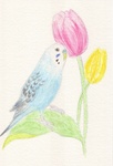 「Budgie and tulip」