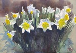 「Daffodil」