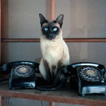 「Phones and Cat」
